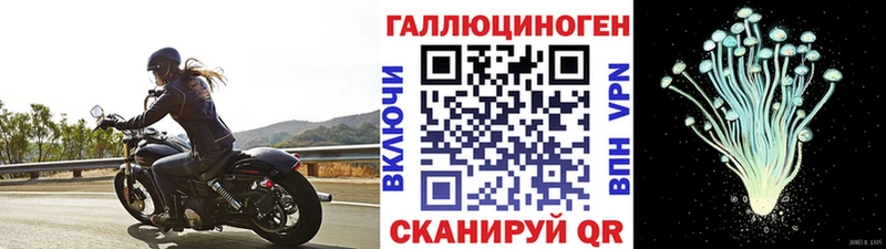 где купить   Петровск  Псилоцибиновые грибы Cubensis 